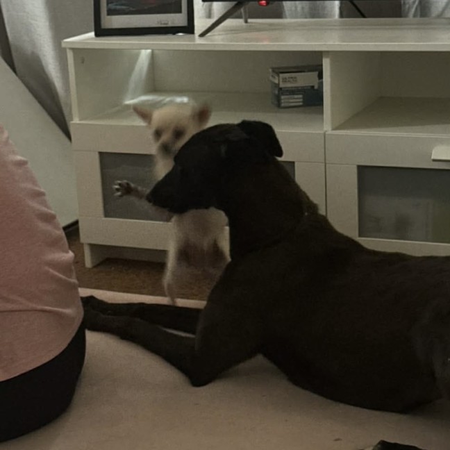 Photo of Scarlett, The Greyhound