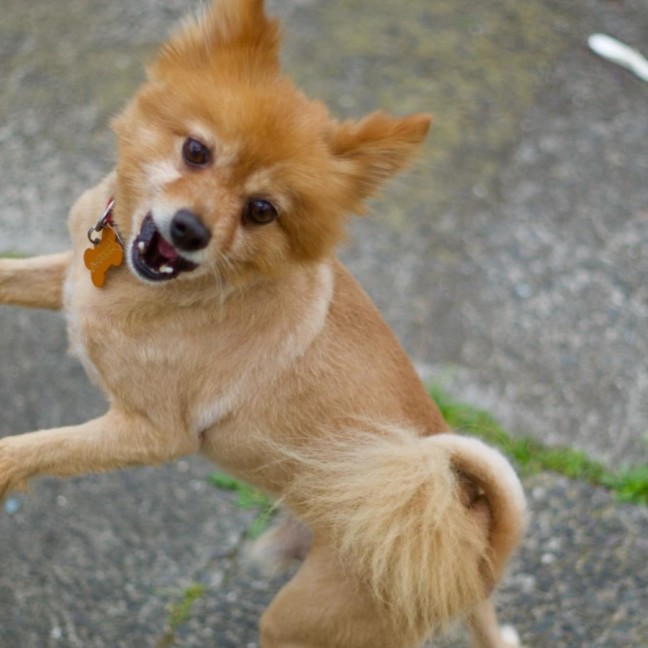 Photo of 🕺 Chewie 🕺