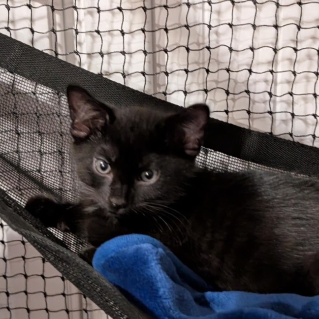 Photo of Cookie Meetme@Petstock Hastings Store 