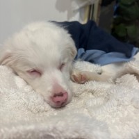 Photo of Brodie