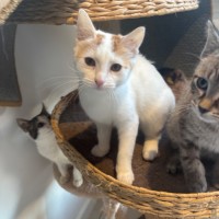 Photo of Poko Meet Me@Petstock Mornington Nepean Hwy