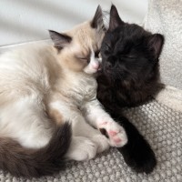 Photo of Fig & Pickle