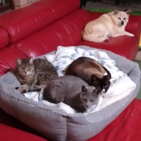 Photo of Misty,Stella And Bella