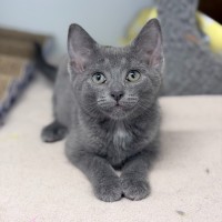 Photo of Licorice