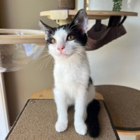 Photo of Domino