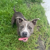 Photo of Bentley Imp 272