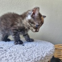 Photo of Tassie Devil 