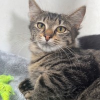 Photo of Piper