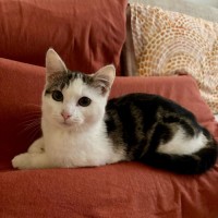 Photo of Marshmallow