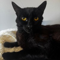 Photo of Olive
