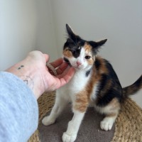 Photo of Coco Meet Me@Petstock Mornington Store Nepean Hwy