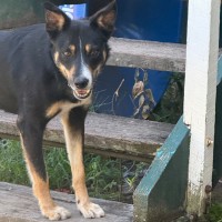 Photo of Devlin The Legend