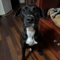 Photo of Blaze