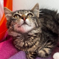 Photo of Piper