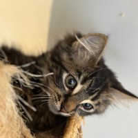 Photo of Buddy Meet Me@Petstock Hastings Store