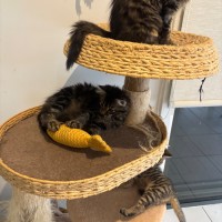 Photo of Buddy Meet Me@Petstock Hastings Store