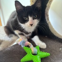 Photo of Deja Meet Me@Petstock Mornington Nepean Hwy