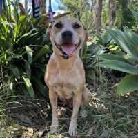 Photo of Honey