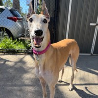 Photo of Lovey