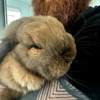 Photo of Lady Marmalade & Saffron (Located In Point Cook)