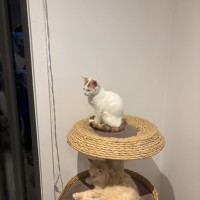 Photo of Poko Meet Me@Petstock Mornington Nepean Hwy