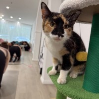 Photo of Phoebe