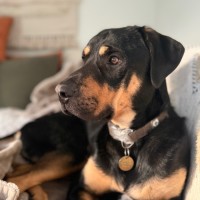 Photo of Rocky Balboa