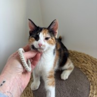 Photo of Coco Meet Me@Petstock Mornington Store Nepean Hwy