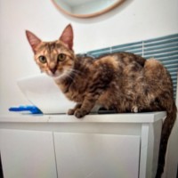 Photo of Kiki Meet Me@Petstock Keysborough Store