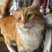 Photo of Mack 