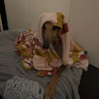 Photo of Teddy