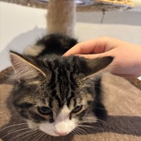 Photo of Gizmo Meet Me@Petstock Hastings Store