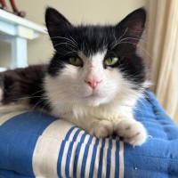 Photo of Oreo  Meet Me @ Petstock Prahran!