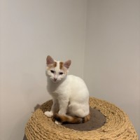 Photo of Poko Meet Me@Petstock Mornington Nepean Hwy