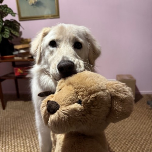 Sienna - Maremma Sheepdog