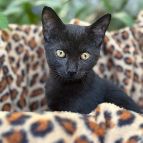 Axel 🥰🐾💙 - Domestic Short Hair (DSH) Cat