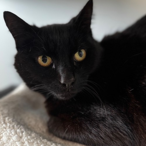 Kiki - Domestic Short Hair (DSH) Cat