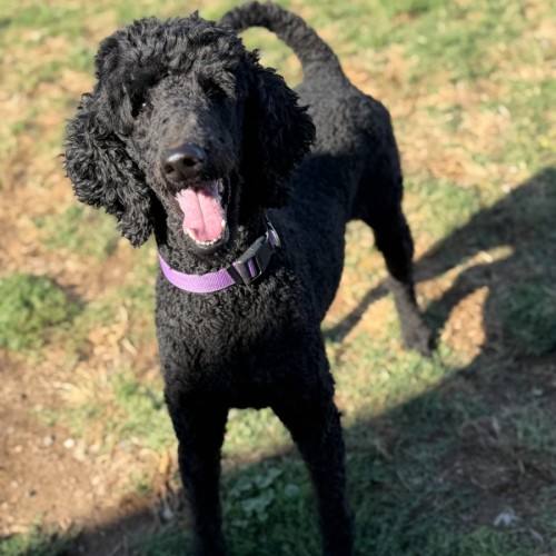 Carl - Poodle (Standard) Dog