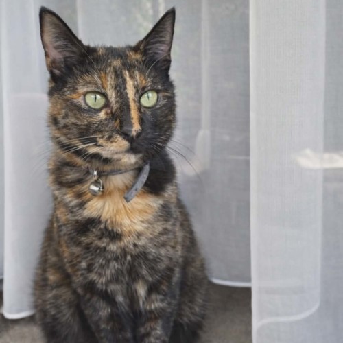 Meowlette* 9 Lives Project Rescue* - Domestic Short Hair (DSH) Cat