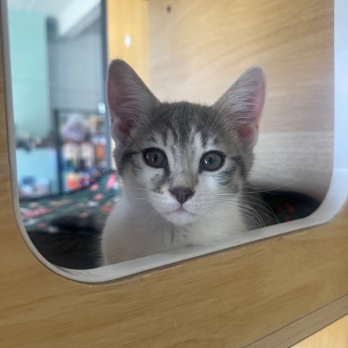 Saja - Domestic Short Hair (DSH) Cat