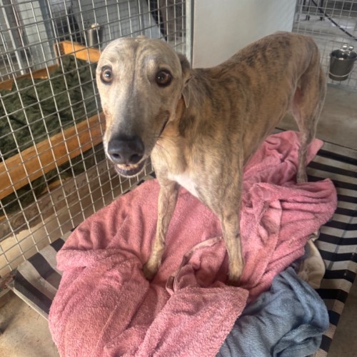 Benji N - Greyhound Dog