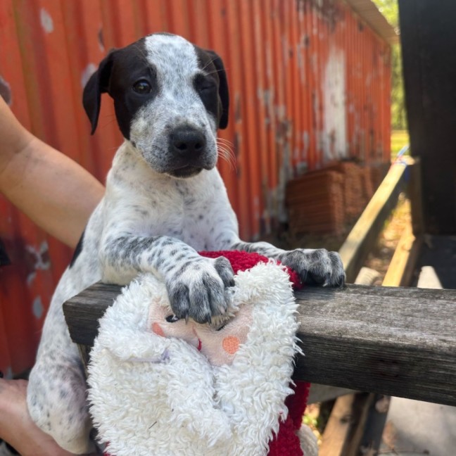 Photo of Benchwarmer