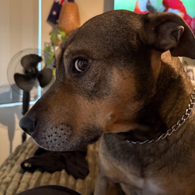 Photo of Harley 