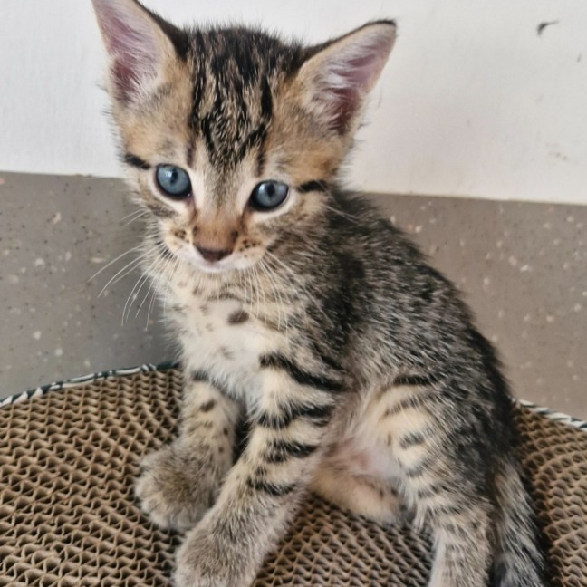 Photo of C1513 Simon