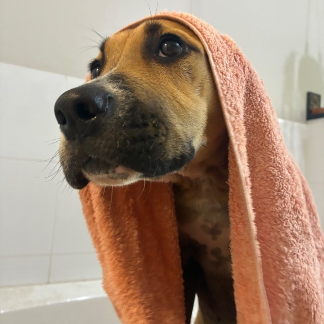 Photo of Bindi 