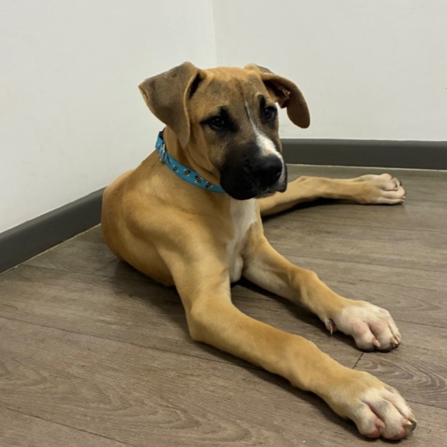 Photo of Rocco 