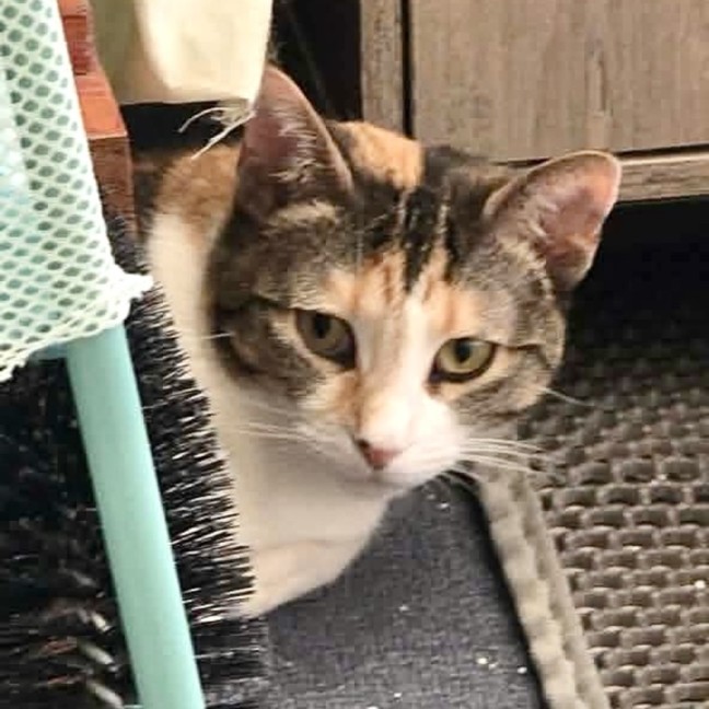 Photo of Missy