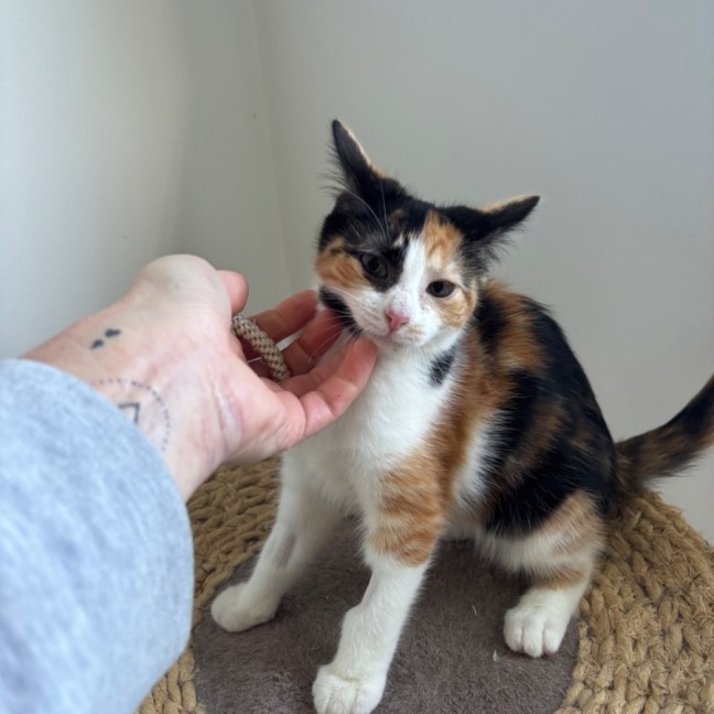 Photo of Coco Meet Me@Petstock Mornington Store Nepean Hwy