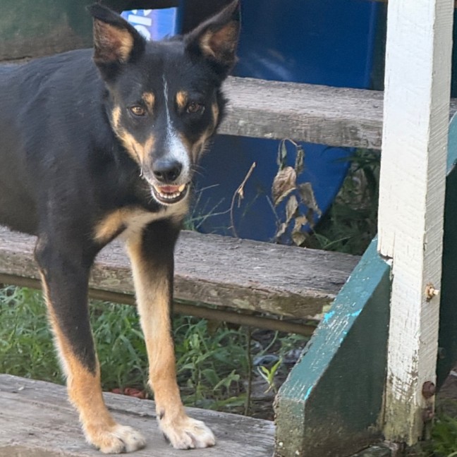 Photo of Devlin The Legend