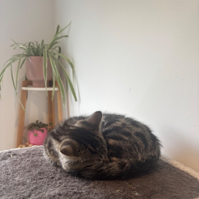 Photo of Puffin Meet Me@Petstock Mornington Nepean Hwy 